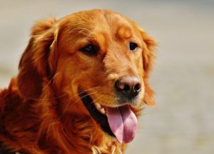 5 טיפים מקצועיים באילוף גורים לכלבנות טיפולית