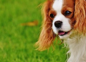 סירוס כלבים – למה עושים את זה?